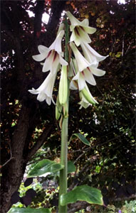 Cardiocrinum giganteum