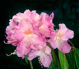 R. 'Airy Fairy'