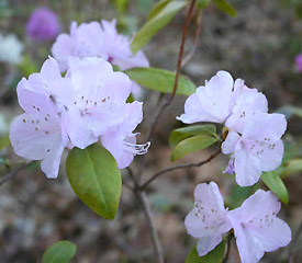 R. 'Ambrose Light'