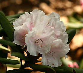 R. 'Anna H. Hall'