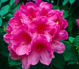 R. 'Anna Rose Whitney'