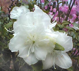 R. 'April White'