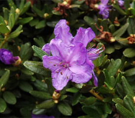 R. 'Autumn Violet'