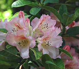 R. 'Barbara Houston'