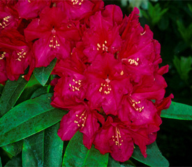 R. 'Burgundy'