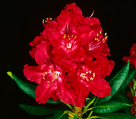 R. 'Burma'