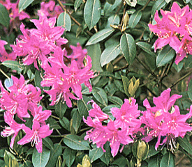 R. 'Chief Paulina'