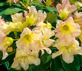 R. 'Comstock'