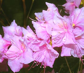 R. 'Cornell Pink'