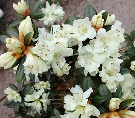 R. 'Cream Crest'