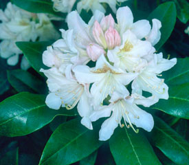 R. 'Cunningham's White'