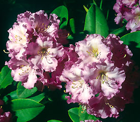 R. 'Dexter's Appleblossom'