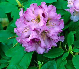 R. 'Dexter's Purple'