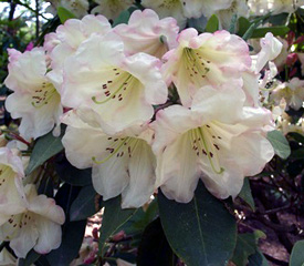 R. 'Dexter's Vanilla'