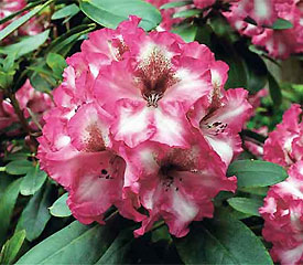 R. 'Dorothy Bishop'