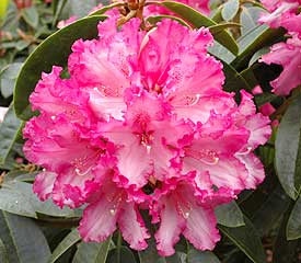 R. 'Elsie Watson'