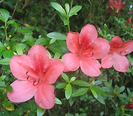 R. 'Flame Creeper'