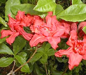 R. 'Girard's Red Pom Pom'