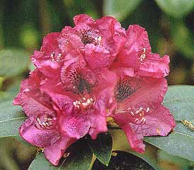 R. 'Hardgrove's Royal Star'