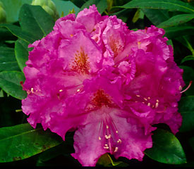 R. 'Henrietta Sargent'