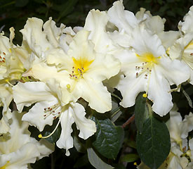 R. 'Humboldt Sunrise'