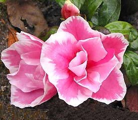 R. 'Janet Rhea'