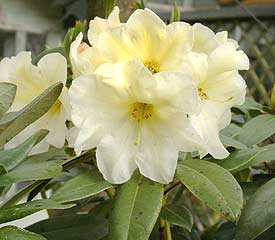 R. 'Karen Triplett'