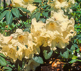 R. 'Lady Bessborough'