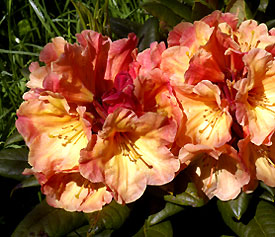 R. 'Mango Tango'