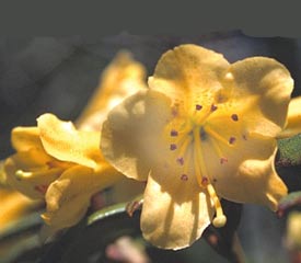 R. 'Meadowgold'