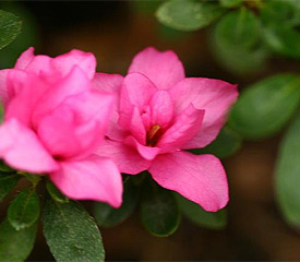 R. 'Melina'