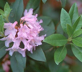 R. 'Myrtifolium'