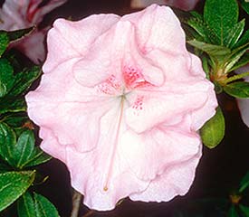 R. 'Nancy of Robinhill'