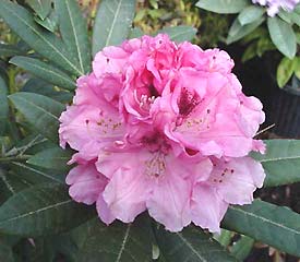 R. 'Noble Mountain'