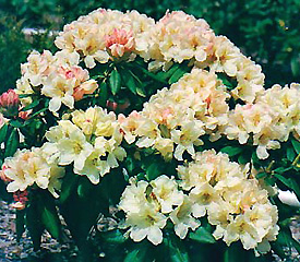 R. 'Nova Sunrise'