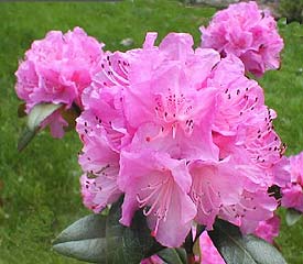 R. 'Olga Mezitt'