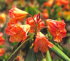 R. 'Orange Marmalade'