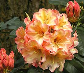 R. 'Peach Charm'