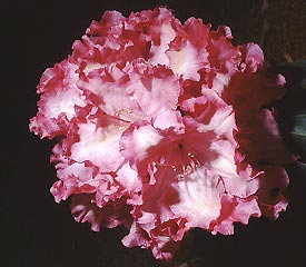 R. 'Pink Petticoats'