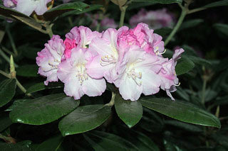 R. 'Pink Sherbet'