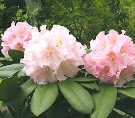 R. 'Pirouette'