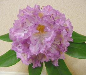 R. 'Rhein's Picotee'