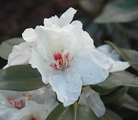 R. 'Schneespiegel'