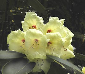 R. 'Sierra del Oro'