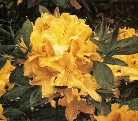 R. 'Vineland Gold'