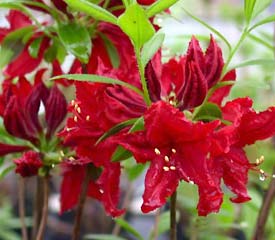 R. 'Wallowa Red'