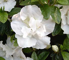 R. 'White Grandeur'