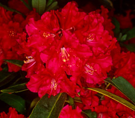 R. 'Windlesham Scarlet'