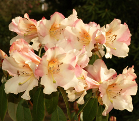 R. 'Winter Peach'