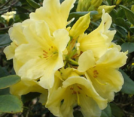 R. 'Yellow Petticoats'